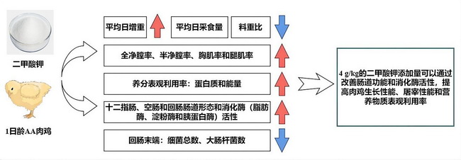 二甲酸钾通过改善肠道功能促进肉鸡的生长发育-所网.jpg